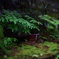 奥の院参道：慈雨を嗜む