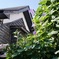 古民家カフェの夏の朝　2025/08/23