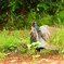身近にいる野鳥DIV！
