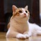 にゃんこ