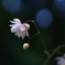 Fairy Forest*