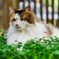 我が家の三毛猫娘in猫庭