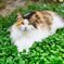 我が家の三毛猫娘in猫庭