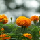 夏の花
