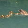 鏡伝池公園のカルガモ親子2