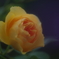 薄暑の候(5)
