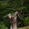 枯木かはたまたオブジェか？