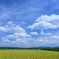 夏空と田んぼ