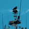 A Crow Left of the Murder
