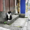 追いかけてたら諦めてポーズしてくれた猫（新宿）