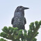 ペンギンじゃない・・