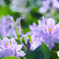 下八ツ林の花畑