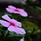 小さな花壇の小さな花