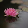 水面の花