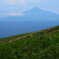 礼文のお花畑と利尻山