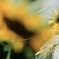 夏終盤の花たち