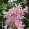 北海道 豊富町 道端の花