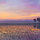 Lover`s Morning Glow