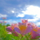 花　４４