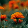 花　４７