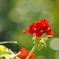 夏の朝の花～３