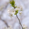 ＳＡＫＵＲＡ　春爛漫