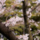 ＳＡＫＵＲＡ　春爛漫