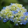 高原の紫陽花