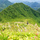 振子山へのお花畑