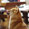 Dog Dog