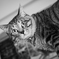 【 レオという名の猫 】