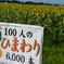 ひまわり