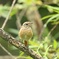 ジョビ幼鳥ちゃん①