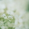 紫陽花に寄せる想い z