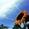 サンサンSunflower