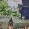 こちらを見つめる猫