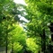 通学路。