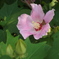 芙蓉花