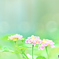 涼やかに
