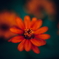 花の中に花