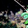 群れる