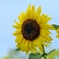 庭の花2025 (ヒマワリ)