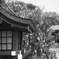 「お宮さん」 (film)