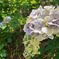 夏の紫陽花