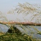 利根川沿岸5