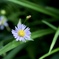 涼しげに咲く花