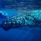 Whale Love
