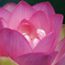 8月下旬の蓮の花
