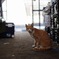 野良猫
