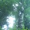 幻想的ブナの樹